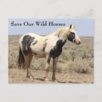 Thor McCullough Peaks Wild Horse Postcard