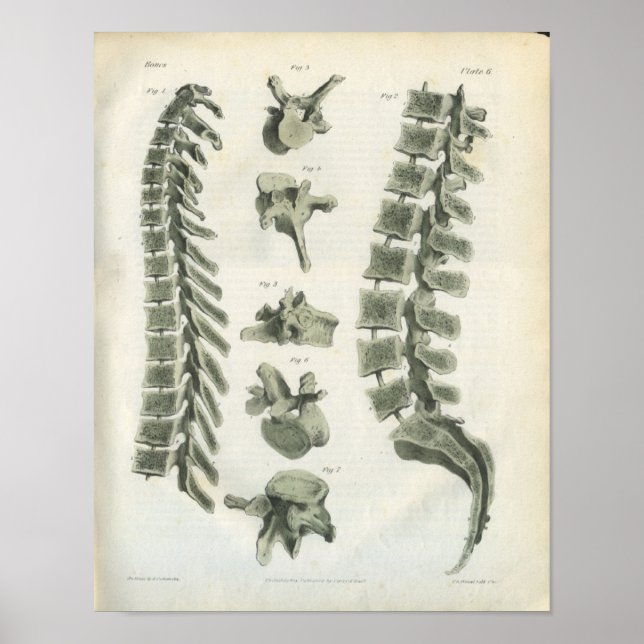 Thoracic and Lumbar Vertebrae Chiropractic Poster (Front)