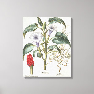Thorn Apple, from the 'Hortus Eystettensis' by Bas Canvas Print