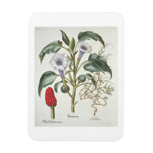 Thorn Apple, from the 'Hortus Eystettensis' by Bas Magnet