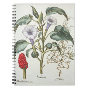 Thorn Apple, from the 'Hortus Eystettensis' by Bas Notebook