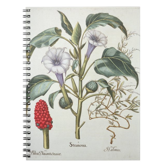 Thorn Apple, from the 'Hortus Eystettensis' by Bas Notebook (Front)