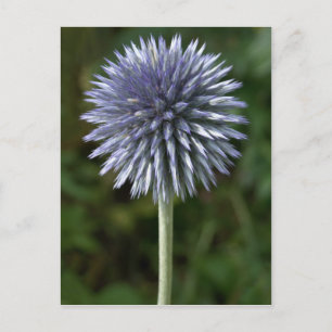 Thornbush Thistle Postcard