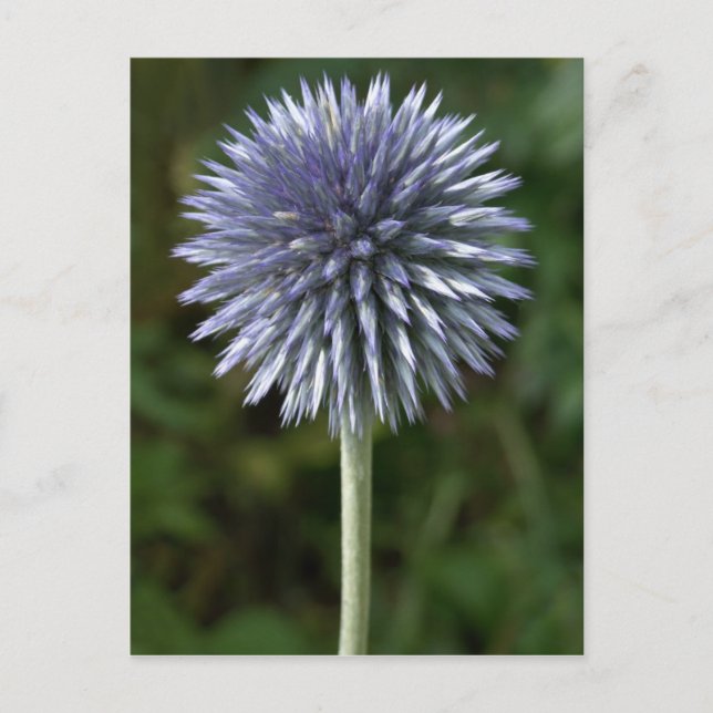 Thornbush Thistle Postcard (Front)