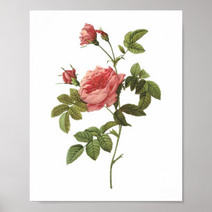 thornless rose(Rosa inermis) by Redouté Poster