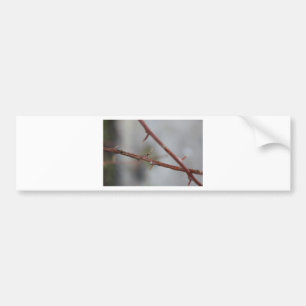 Thorns Bumper Sticker