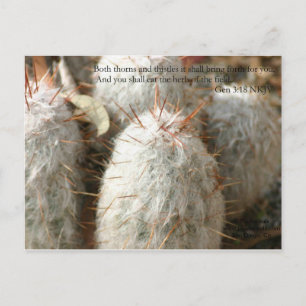 Thorns Postcard