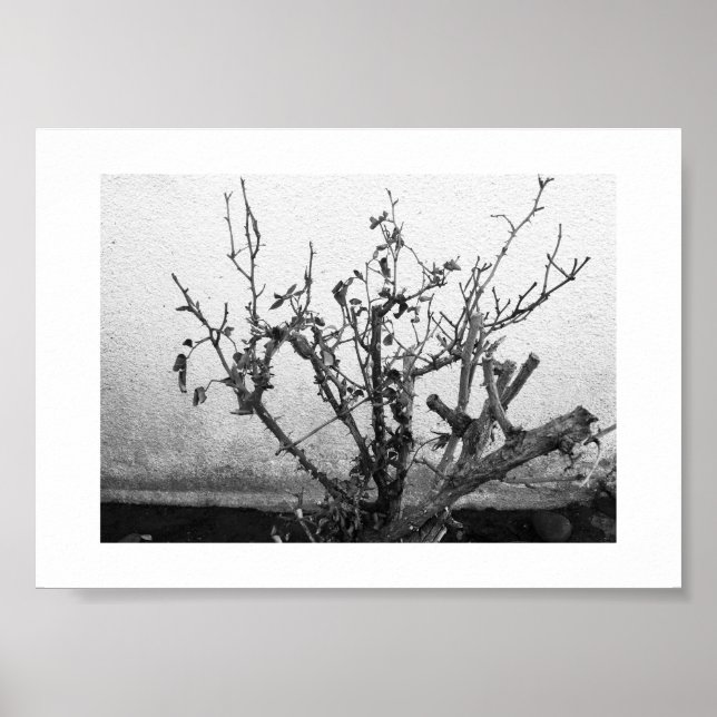Thorns Remain Black and White Photography Poster (Front)