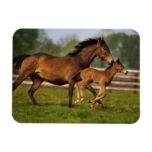 Thoroughbred Chestnut Mare & Foal Magnet (Horizontal)