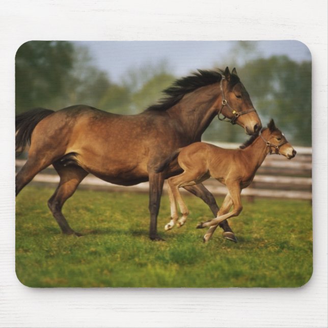 Thoroughbred Chestnut Mare & Foal Mouse Mat (Front)