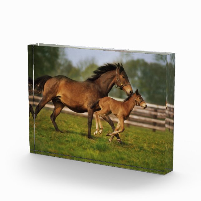 Thoroughbred Chestnut Mare & Foal Photo Block (Right)