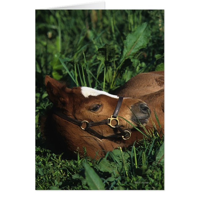 Thoroughbred Foal Lying Down (Front)