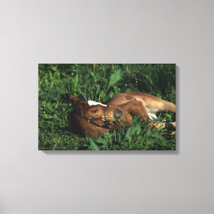 Thoroughbred Foal Lying Down Canvas Print