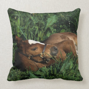 Thoroughbred Foal Lying Down Cushion