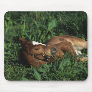 Thoroughbred Foal Lying Down Mouse Mat
