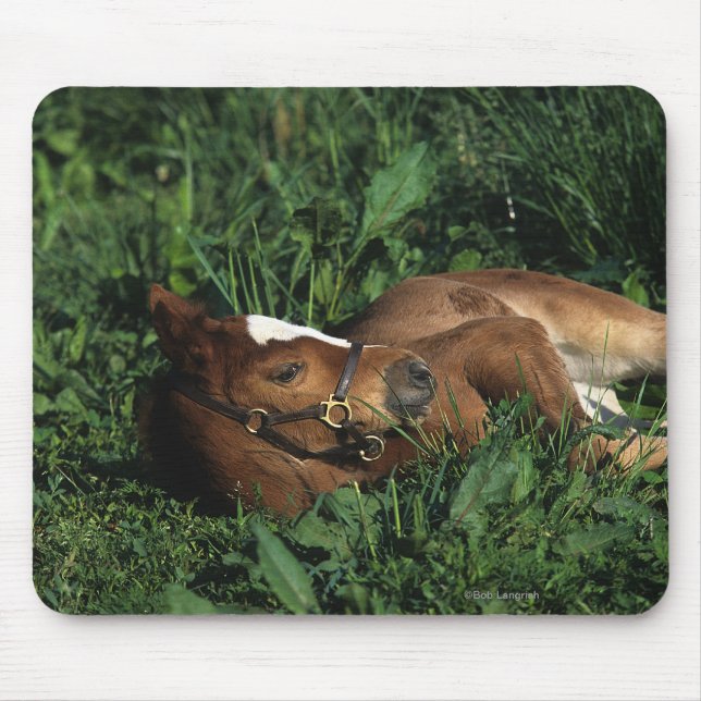 Thoroughbred Foal Lying Down Mouse Mat (Front)