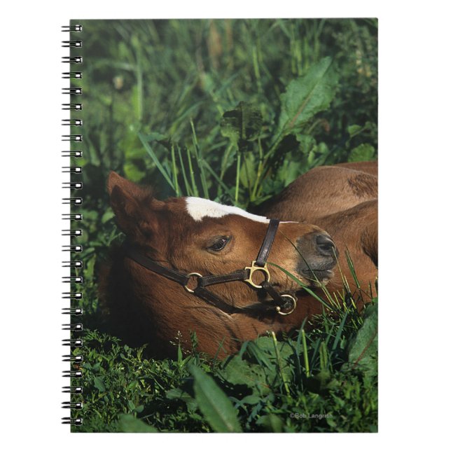 Thoroughbred Foal Lying Down Notebook (Front)
