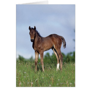 Thoroughbred Foal Standing in the Grass