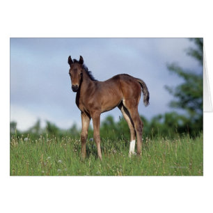 Thoroughbred Foal Standing in the Grass