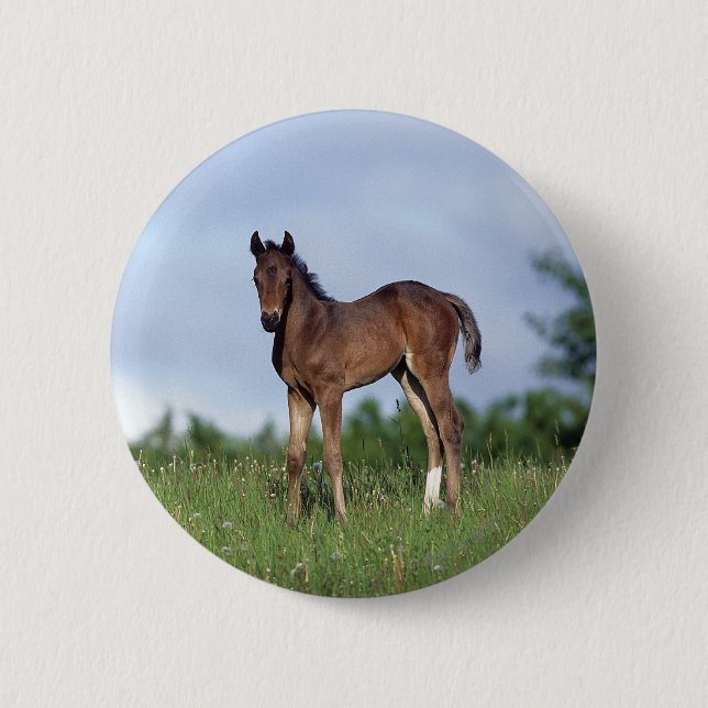 Thoroughbred Foal Standing in the Grass 6 Cm Round Badge (Front)