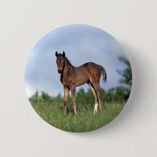 Thoroughbred Foal Standing in the Grass 6 Cm Round Badge
