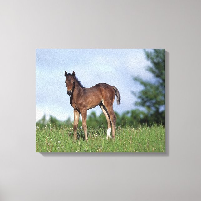 Thoroughbred Foal Standing in the Grass Canvas Print (Front)