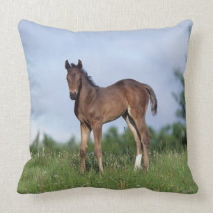 Thoroughbred Foal Standing in the Grass Cushion