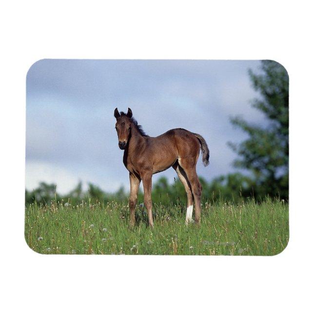 Thoroughbred Foal Standing in the Grass Magnet (Horizontal)