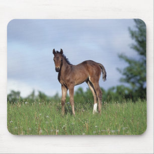 Thoroughbred Foal Standing in the Grass Mouse Mat