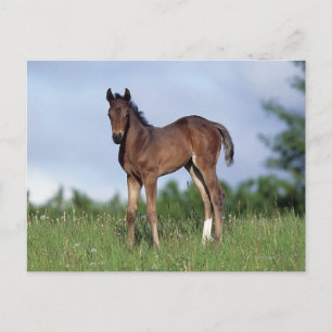 Thoroughbred Foal Standing in the Grass Postcard