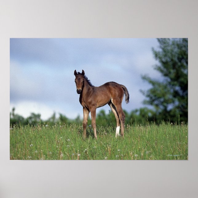 Thoroughbred Foal Standing in the Grass Poster (Front)