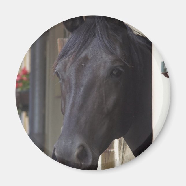 Thoroughbred Friesian Cross Magnet (Front)