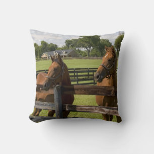 Thoroughbred horse farm in Marion County, Cushion