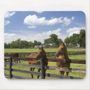 Thoroughbred horse farm in Marion County, Mouse Mat