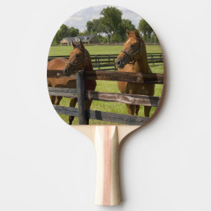 Thoroughbred horse farm in Marion County, Ping Pong Paddle