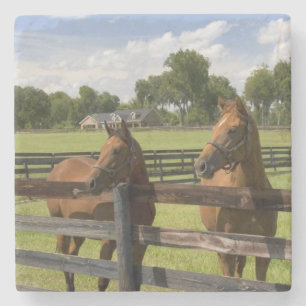 Thoroughbred horse farm in Marion County, Stone Coaster