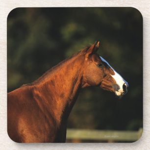 Thoroughbred Horse Headshot Coaster