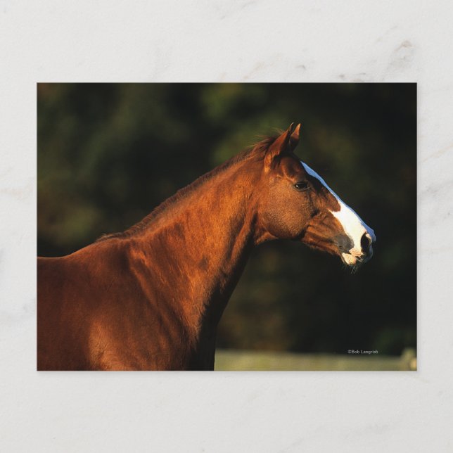 Thoroughbred Horse Headshot Postcard (Front)