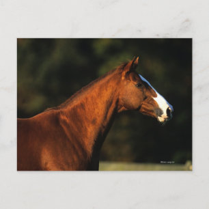 Thoroughbred Horse Headshot Postcard