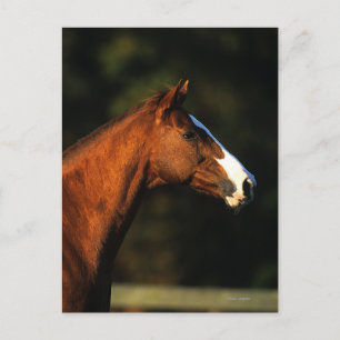 Thoroughbred Horse Headshot Postcard