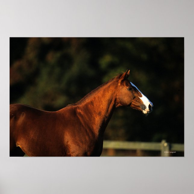 Thoroughbred Horse Headshot Poster (Front)