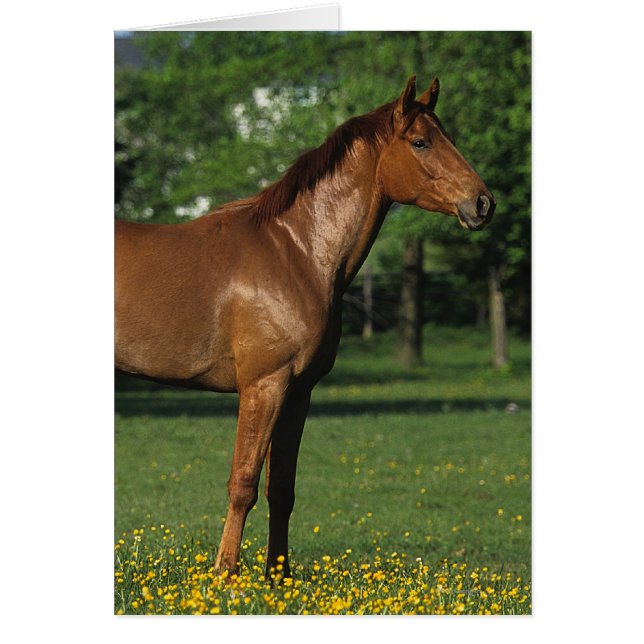 Thoroughbred Horse in Flowers (Front)
