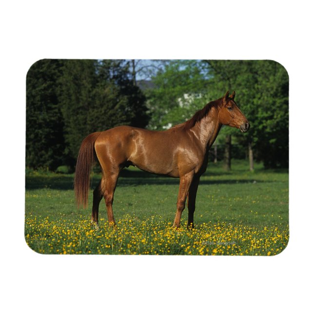 Thoroughbred Horse in Flowers Magnet (Horizontal)
