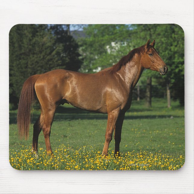 Thoroughbred Horse in Flowers Mouse Mat (Front)