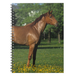 Thoroughbred Horse in Flowers Notebook