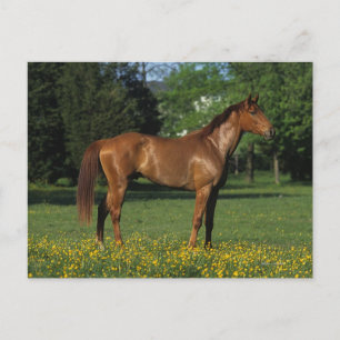 Thoroughbred Horse in Flowers Postcard