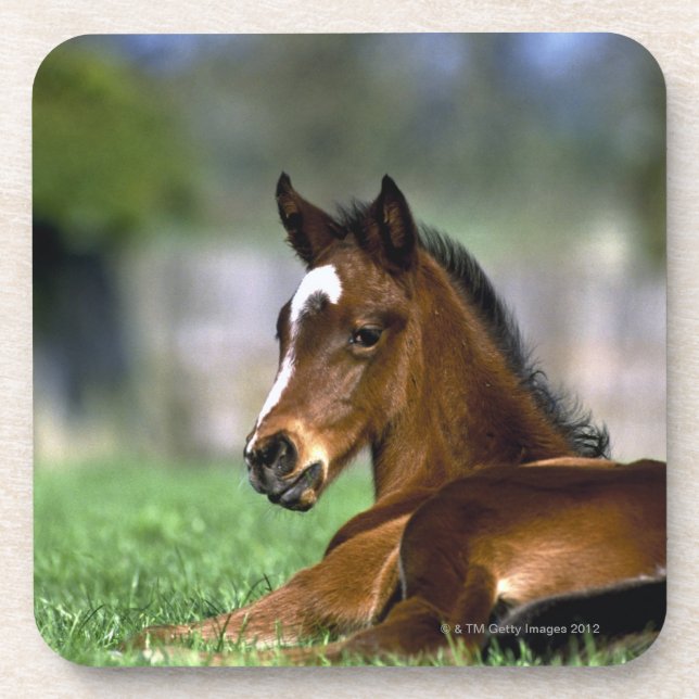 Thoroughbred Horse, Ireland Coaster (Front)