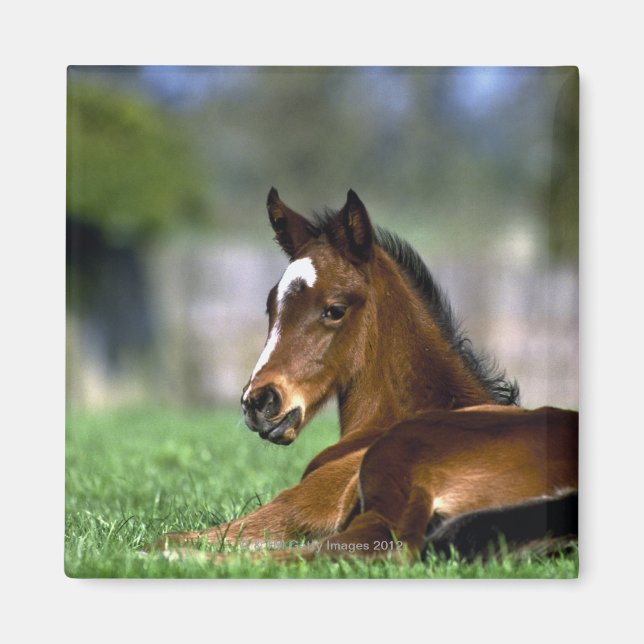 Thoroughbred Horse, Ireland Magnet (Front)