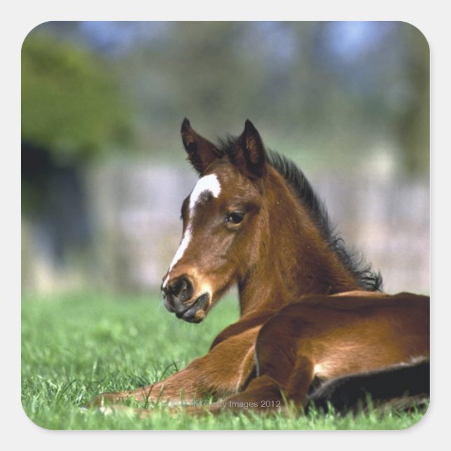 Thoroughbred Horse, Ireland Square Sticker (Front)