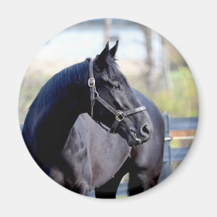 Thoroughbred Horse Magnet